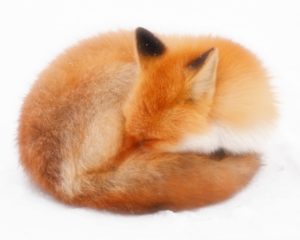 夢占い狐の夢の意味診断 化ける噛まれる等２０パターン 夢占いの部屋